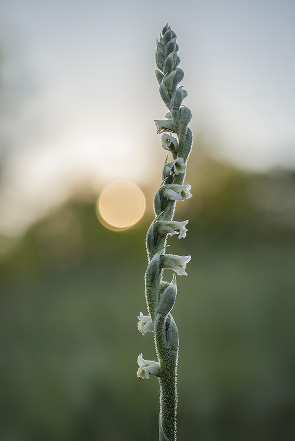 Spiranthes spiralis